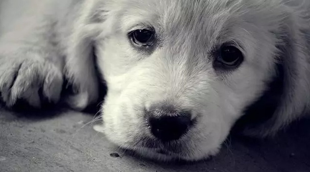 Hình ảnh chó buồn, ảnh chó khóc tâm trạng nhất