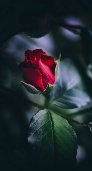 hình nền bông hoa hồng đỏ cho đt