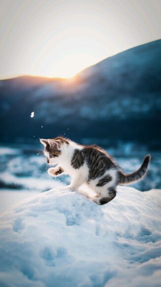 hình nền cute dễ thương mèo con nghịch tuyết
